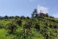 荒山结出“红火果”！永宁乡法衣村400余亩火龙果丰产，特色产业铺就富民路