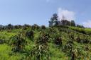 荒山结出“红火果”！永宁乡法衣村400余亩火龙果丰产，特色产业铺就富民路