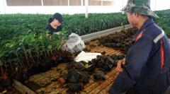 种苗走出开远！6万株优质咖啡苗调运绿春，红河构建跨区域咖啡产业协作链条