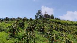 荒山结出“红火果”！永宁乡法衣村400余亩火龙果丰产，特色产业铺就富民路