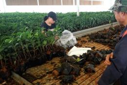 种苗走出开远！6万株优质咖啡苗调运绿春，红河构建跨区域咖啡产业协作链条