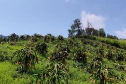荒山结出“红火果”！永宁乡法衣村400余亩火龙果丰产，特色产业铺就富民路