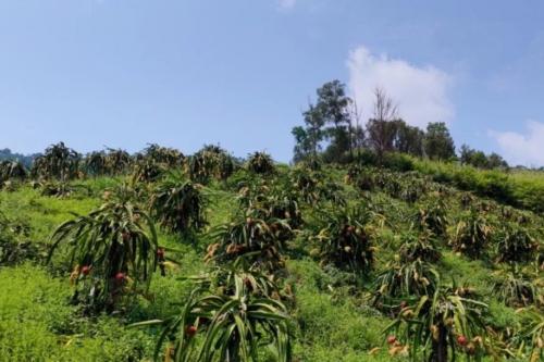 荒山结出“红火果”！永宁乡法衣村400余亩火龙果丰产，特色产业铺就富民路