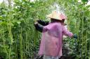 雨中抢收忙！石屏坝心镇豇豆喜获丰收，鲜嫩豆角陆续上市