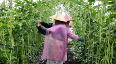 雨中抢收忙！石屏坝心镇豇豆喜获丰收，鲜嫩豆角陆续上市