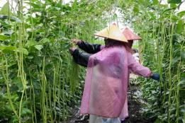 雨中抢收忙！石屏坝心镇豇豆喜获丰收，鲜嫩豆角陆续上市