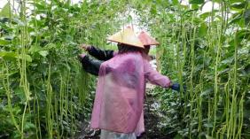 雨中抢收忙！石屏坝心镇豇豆喜获丰收，鲜嫩豆角陆续上市