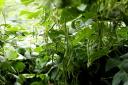 豆荚挂满枝！屏边新华乡四季豆喜获丰收，特色种植拓宽致富路