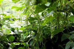 豆荚挂满枝！屏边新华乡四季豆喜获丰收，特色种植拓宽致富路