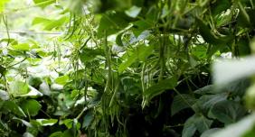 豆荚挂满枝！屏边新华乡四季豆喜获丰收，特色种植拓宽致富路