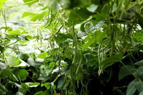豆荚挂满枝！屏边新华乡四季豆喜获丰收，特色种植拓宽致富路