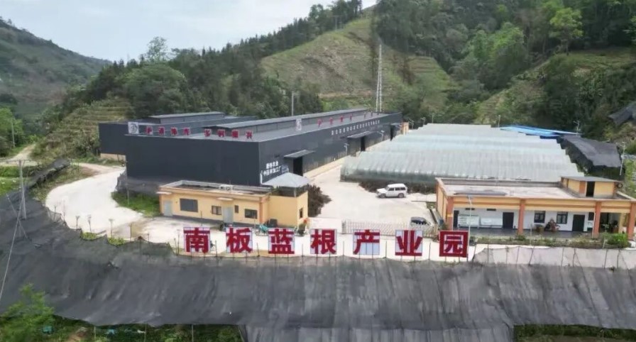 分清南北板蓝根!金平南板蓝根走出多元发展路,千年染材变身致富“金叶子” 分清南北板蓝根!金平南板蓝根走出多元发展路,千年染材变身致富“金叶子”