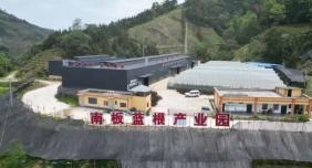 分清南北板蓝根！金平南板蓝根走出多元发展路，千年染材变身致富“金叶子”