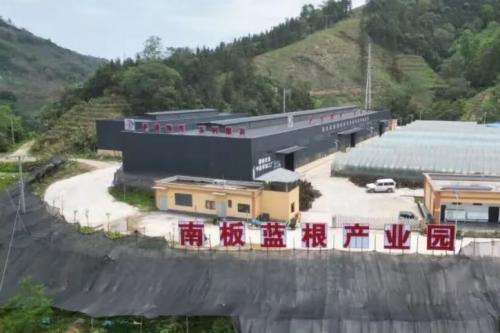 分清南北板蓝根！金平南板蓝根走出多元发展路，千年染材变身致富“金叶子”