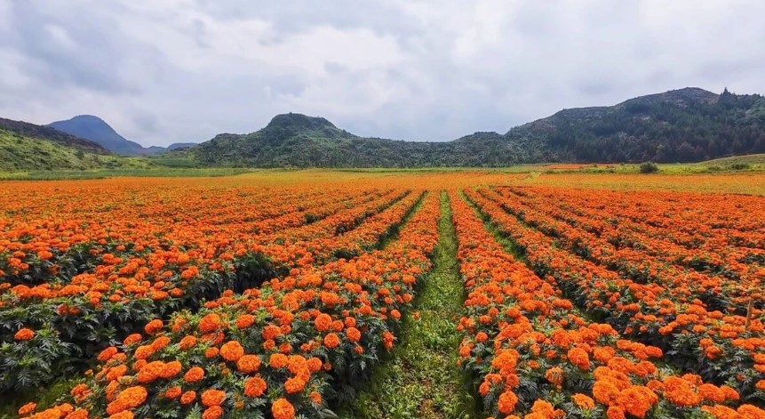 花海铺就致富路!个旧卡房镇万寿菊产业蓬勃发展,多元模式激活乡村振兴动能 花海铺就致富路!个旧卡房镇万寿菊产业蓬勃发展,多元模式激活乡村振兴动能