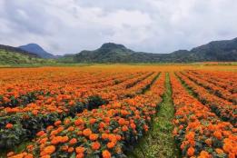 花海铺就致富路！个旧卡房镇万寿菊产业蓬勃发展，多元模式激活乡村振兴动能
