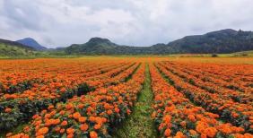 花海铺就致富路！个旧卡房镇万寿菊产业蓬勃发展，多元模式激活乡村振兴动能