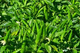 轮作解锁新玩法！个旧芹菜塘社区试种工业辣椒 农户增收有盼头