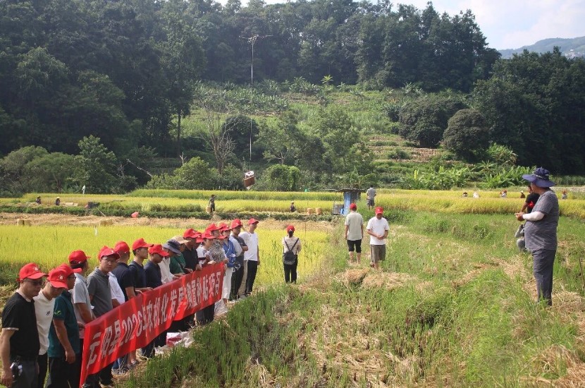 元阳梯田开展种粮技能大比拼！三种种植模式同台测产，科技赋能高山梯田丰产增收