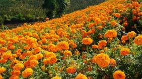 建水盘江乡：万寿菊遍地盛放 金色花海开出致富花