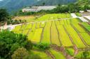 石屏大桥乡大平地村：稻浪翻滚遍地金 稻田迎来丰收季