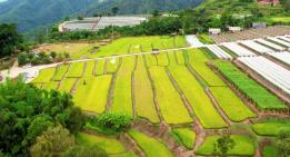 石屏大桥乡大平地村：稻浪翻滚遍地金 稻田迎来丰收季