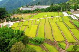 石屏大桥乡大平地村：稻浪翻滚遍地金 稻田迎来丰收季