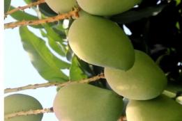 金平青芒：积蓄山野力量 静待一口盛夏清甜