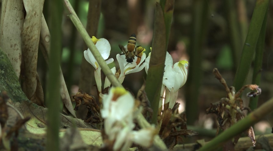 屏边:林海深处砂仁花开 林下经济绘就生态致富画卷 屏边:林海深处砂仁花开 林下经济绘就生态致富画卷