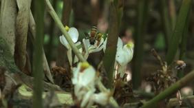 屏边：林海深处砂仁花开 林下经济绘就生态致富画卷