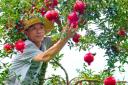 蒙自石榴：八百年榴香绵延 科技赋能绘就“中国石榴城”振兴画卷
