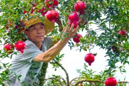 蒙自石榴：八百年榴香绵延 科技赋能绘就“中国石榴城”振兴画卷