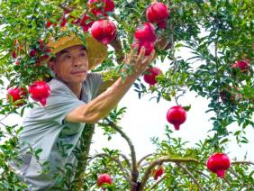 蒙自石榴：八百年榴香绵延 科技赋能绘就“中国石榴城”振兴画卷