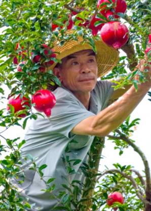 蒙自石榴：八百年榴香绵延 科技赋能绘就“中国石榴城”振兴画卷