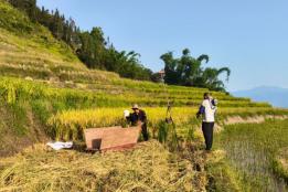 元阳黄草岭乡：500亩旱稻喜获丰收 山区坡地变出“米粮仓”