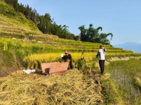 元阳黄草岭乡：500亩旱稻喜获丰收 山区坡地变出“米粮仓”