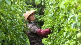 石屏宝秀镇：百香果挂满藤架 双品种齐丰收拓宽农户增收路