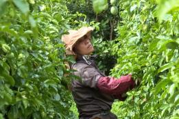 石屏宝秀镇：百香果挂满藤架 双品种齐丰收拓宽农户增收路