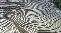 千亩冬季人参果完成栽种 错季果蔬拓宽增收路