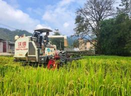 卡房镇4480亩旱地优质稻开镰 稻谷收储转运中心即将投用解晒粮难题
