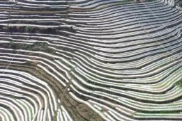 千亩冬季人参果完成栽种 错季果蔬拓宽增收路