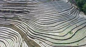 千亩冬季人参果完成栽种 错季果蔬拓宽增收路