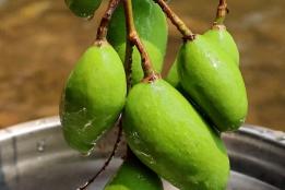 百年芒果树挂果！红河特色吃法：酸芒果配豆豉辣椒面