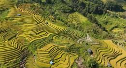 秋日限定美景！金河镇两万余亩梯田开镰 金色稻浪铺满山野