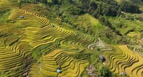 秋日限定美景！金河镇两万余亩梯田开镰 金色稻浪铺满山野
