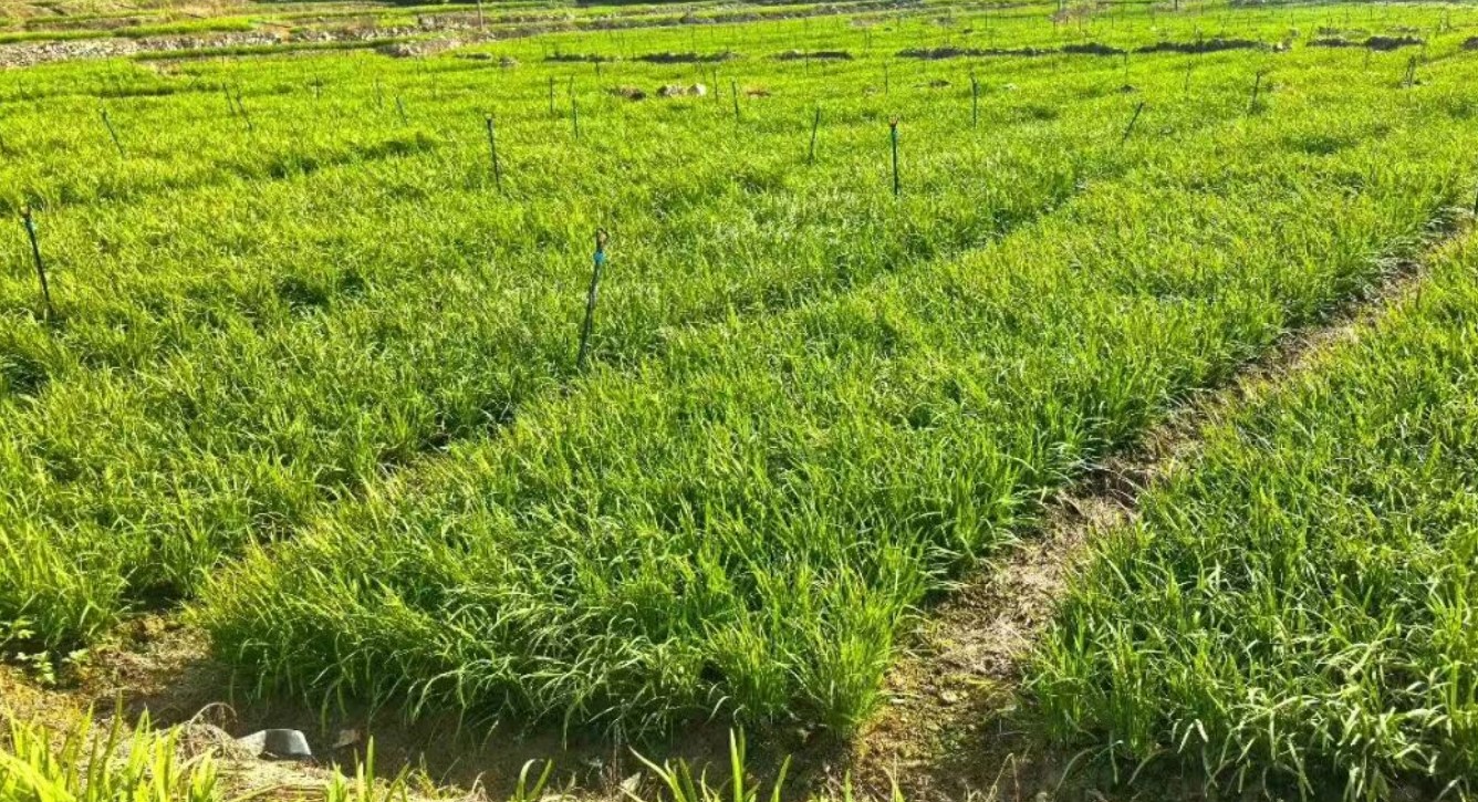 元阳黄茅岭乡:400亩标准化韭菜基地落地 特色蔬菜产业助民增收 元阳黄茅岭乡:400亩标准化韭菜基地落地 特色蔬菜产业助民增收