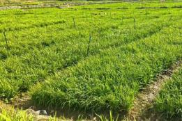 元阳黄茅岭乡：400亩标准化韭菜基地落地 特色蔬菜产业助民增收