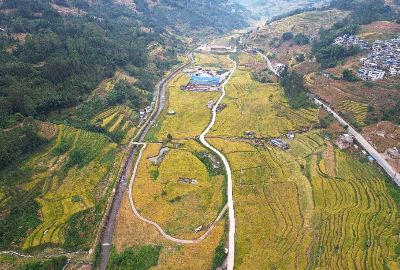 亩产721.8公斤!绿春旱地优质稻刷新全县亩产纪录,3万余亩稻田喜获丰收 亩产721.8公斤!绿春旱地优质稻刷新全县亩产纪录,3万余亩稻田喜获丰收