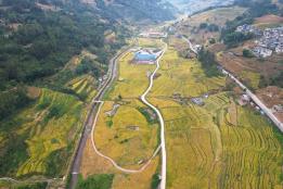 亩产721.8公斤！绿春旱地优质稻刷新全县亩产纪录，3万余亩稻田喜获丰收