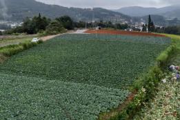 高原“小铁头”迎丰收！石屏龙武镇1.3万亩甘蓝俏销全国